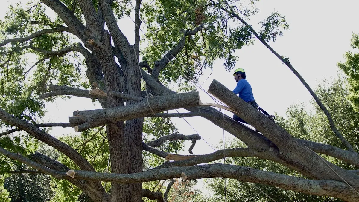 Professional Crown Thinning performed by certified arborists in Rosedale