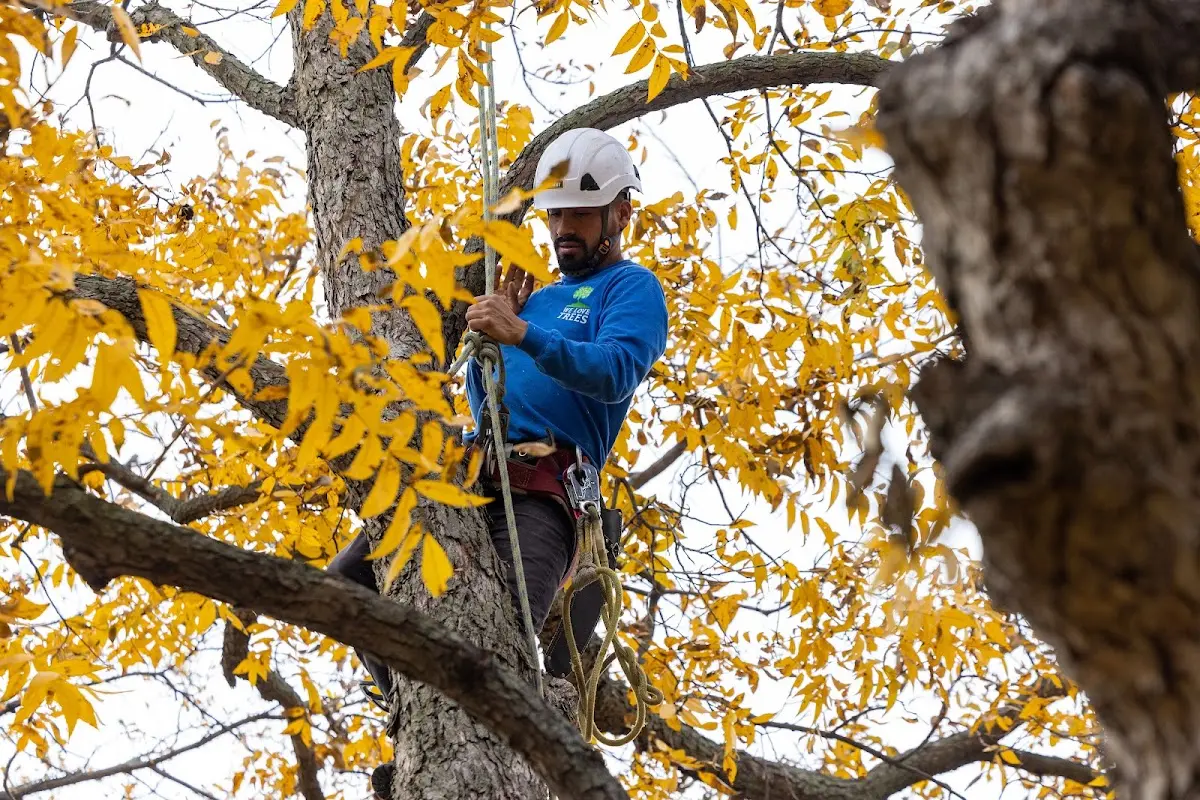 Skilled Storm Damage Cleanup crew working in Rosedale